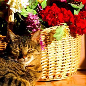 Meet your Posher, Debra